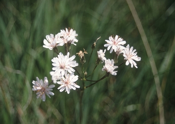 Crepis slovenica - mesnordeči dimek