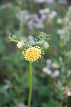 Cirsium erisithales - lepki osat