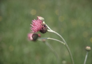 Cirsium x linkianum