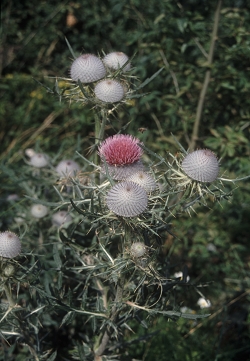 Cirsium eriophorum - volnatoglavi osat