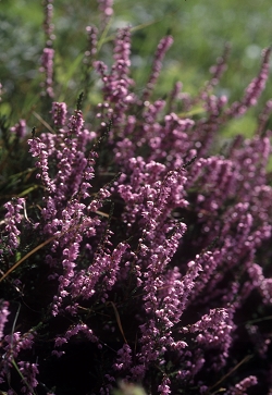 Calluna vulgaris - jesenska  vresa