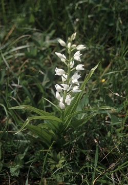 Cephalanthera longifolia - dolgolistna naglavka