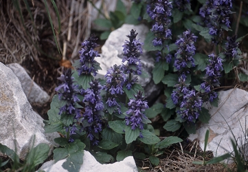 Ajuga genevensis - dlakavi skrečnik