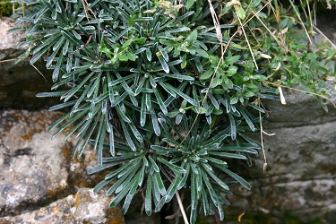 Saxifraga crustata - skorjasti kamnokreč