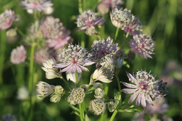 <em>Astrantia major</em> - veliki zali kobulček