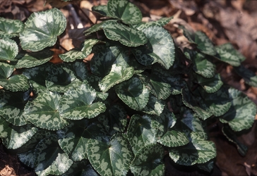 Cyclamen purpurascens - navadna ciklama