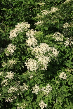 Sambucus nigra - črni bezeg