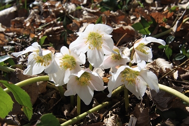 Helleborus niger - črni  teloh