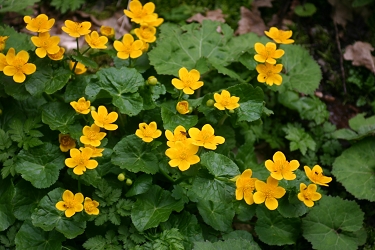 Caltha palustris –  navadna kalužnica