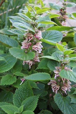 Lamium orvala - velecvetna mrtva kopriva