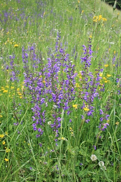 Salvia pratensis - travniška kadulja