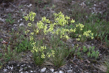 Biscutella laevigata - navadna šparnica