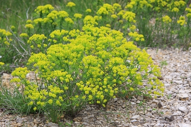 Euphorbia cyparissias - cipresasti mleček