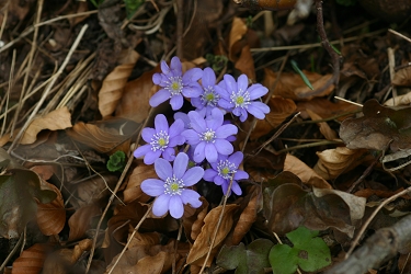 Hepatica nobilis - navadni  jeternik