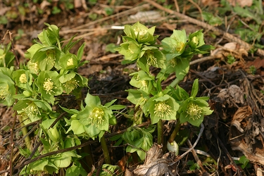 Helleborus odorus - dišeči teloh