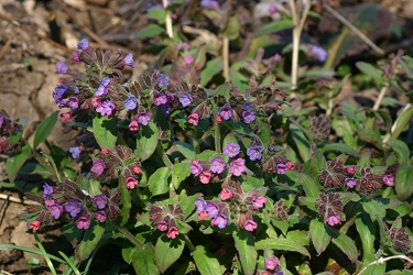 Pulmonaria officinalis - navadni pljučnik