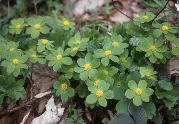 Hacquetia epipactis - navadno tevje