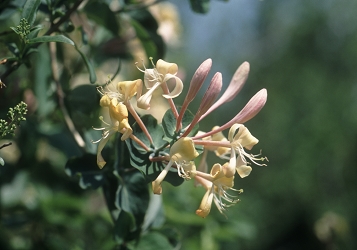 Lonicera caprifolium - kovačnik