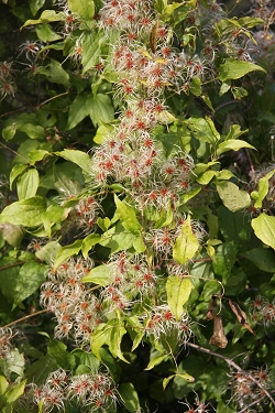 Clematis vitalba - navadni srobot