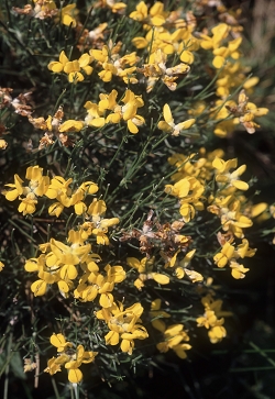 Genista radiata - žarkasta košeničica