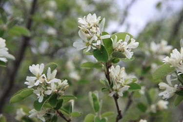 Amelanchier ovalis - šmarna hrušica