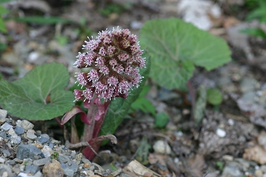 Petasites hybridus - navadni repuh