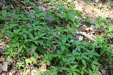 Mercurialis perennis - trpežni golšec