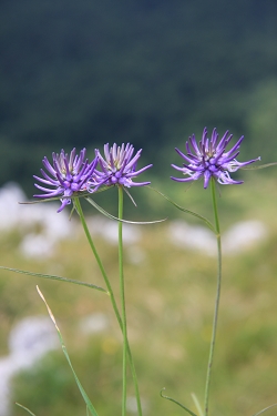 Phyteuma scheuchzeri - Scheuchzerjev repuš