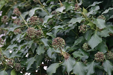 Hedera helix - navadni bršljan