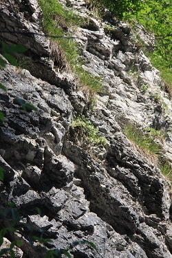 Združba predalpskega petoprstnika (Potentilletum caulescentis)