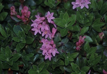 Rhododendron hirsutum -  dlakavi sleč