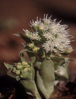 Petasites albus - beli repuh