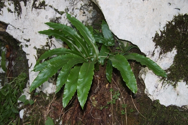 Phyllitis scolopendrium - jelenov jezik