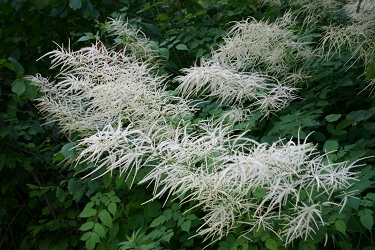 Aruncus dioicus - navadno  kresničevje