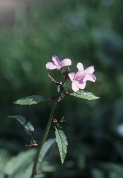 Cardamine bulbifera - brstična konopnica