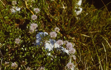 Globularia cordifolia - srčastolistna mračica