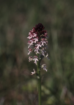 Orchis ustulata - pikastocvetna kukavica