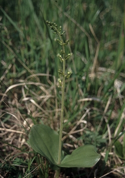 Listera ovata - jajčastolistni muhovnik