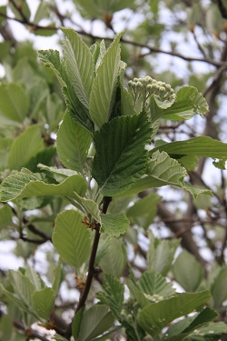 Sorbus aria - navadni mokovec