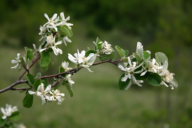 Amelanchier ovalis - šmarna hrušica