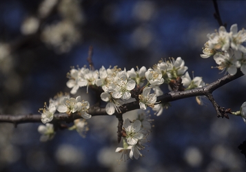 Prunus spinosa - črni trn