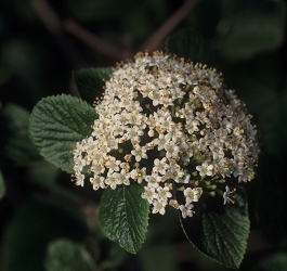 Viburnum lantana - dobrovita