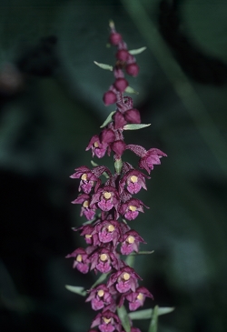 Epipactis atrorubens - temnordeča močvirnica