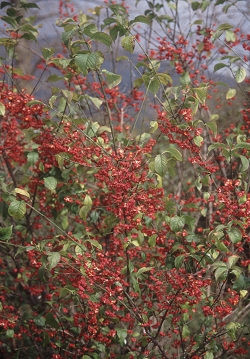 Euonymus europaea - navadna trdoleska