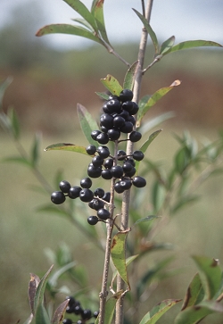 Ligustrum vulgare - navadna kalina