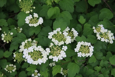 Viburnum opulus - brogovita