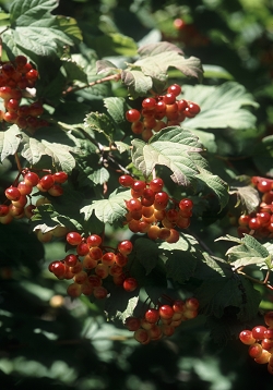 Viburnum opulus - brogovita