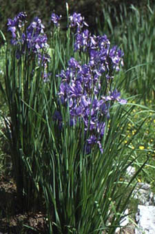 Iris sibirica ssp. erirrhiza