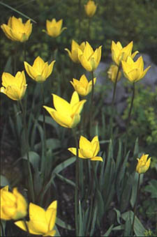 Tulipa sylvestris