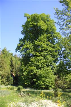 Marmontova lipa, 200 let, dvestoletna lipa, botanični vrt, maršal Marmont